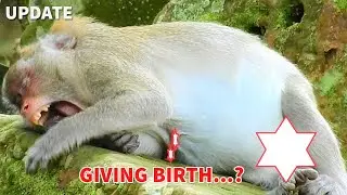 Hot News!Wish Jane Monkey Give Birth Safely|Good Luck Jane