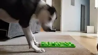 Enrichment Essentials: Silicone Foraging Mat (FB live recording)