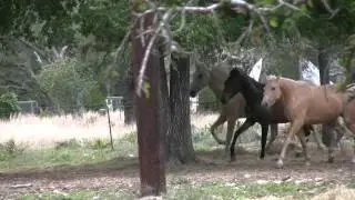 Precious- MFTHBA mare - out of a World Champion Stallion. Gorgeous colors! Song by U2.