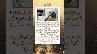 Natural Aerodynamic System in Falcons 🦅 | Mind Blowing Science of Nature | Flying System of Birds