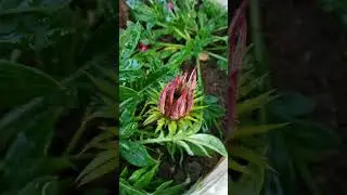 Treasure Flower Gazania Rigens #shorts
