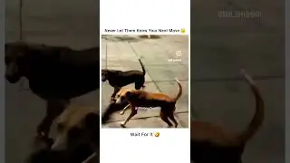 local  hai sir 😂 most funny scenes ever #local #dog #streetdog #tending #instagram #viral