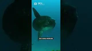 Необычный способ плавания рыбы-луны