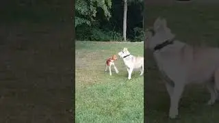 Husky and Basenji#dog #basenji #happy
