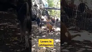 Lovers in Philippines #loversinphilippines #lovers #philippines #dog #doglover #cute #cutedog #pet