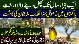 Silent Olive Revolution  | Olive Farming Profitable in Pakistan | Olive Cultivation in Pakistan ||