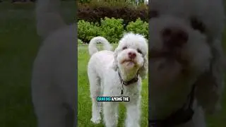 The Poodle: Not Just a Fancy Haircut! 🐩✂️ #Poodle #DogFacts #SmartDog