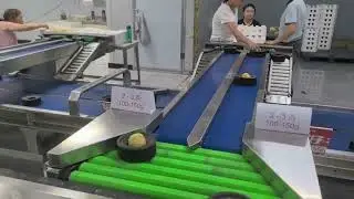 mango Avocado,guava,watermelon dragon fruit non-destructive weighing fruit sorter and grader machine