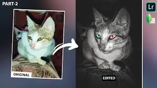 New Creative Mobile Photography Ideas | Snapseed & Lightroom Tutorial | Viral Cat Photography Part-2