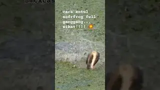 CARA MEMAINKAN CASTING SOFTFROG DI FULL TANAMAN GANGGANG AIR #shorts #castinggabus
