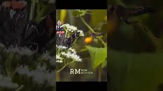 hostile insect world | rare footage | #1000fps  #superslowmotion #butter #wasp #bbcearth