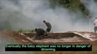 Emergency Rescue Operation for Elephants in China