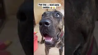 No cookies 🍪 for you 🐶 #funny #comedy #puppy #dogshorts #dog #funnydogs #funny #funnyshorts