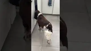 Que fais mon chien en étant seul ?