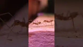 Ant walking | Closeup view | Macro photography #shorts #ants