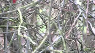Firecrest - Middlesex Filter Beds 19/02/14