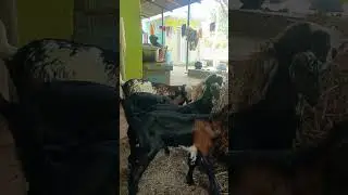 rosapoo ravikai kari 😀