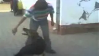 Dresaj canin, Cateva  trucuri si priza la sac