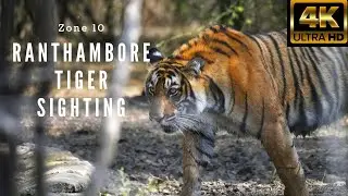 Ranthambore Zone 10 & 4 safari with Tiger sighting 