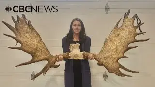 N.B. woman sets record for taking down giant bull moose with compound bow