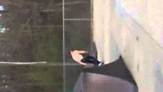 100 9148 aka blade gang