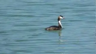 Great Crested Grebe (Svasso maggiore)1.m2ts
