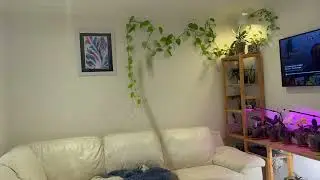 Update Native Western Australian Spider Orchid
