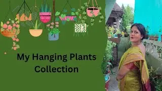 Beginner Friendly Low Maintenance 5 Hanging Plants
