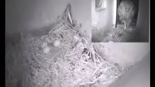 05 20 Piepende eieren V weg