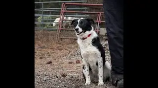 Jet 1 yr old Border Collie