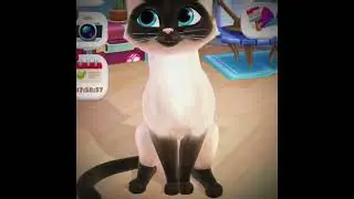 Edit: By me|Credits: #SiameseCat #GrayCat #BrownWhiteOrangeCat #WhiteCat|Song Name: Not my Problem