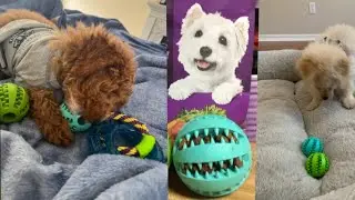 Pet Slow Feeder Dog Toy &ndash; Cute & Funny Rubber Ball for Dogs | Interactive Chew Toy