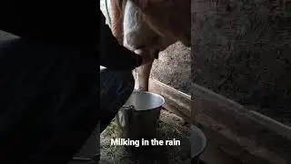 #Handmilking in the rain #asmrsounds