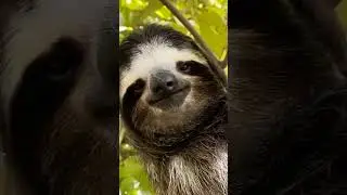 Best smile ever 😁😳😱 #Sloth  #Shorts #Trending #YouTube #Nature_Lover