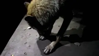 Predátor program fáklyafénynél: megmutattuk a farkasok éjszakai életét