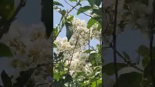 White flowers blooming #flowers #white #bloom #nature #flower