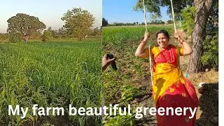 🌳Mera khet 🌴beautiful 🪴greenery 😊#village#village life#farm#@stichwithanita 👌❤️🌿