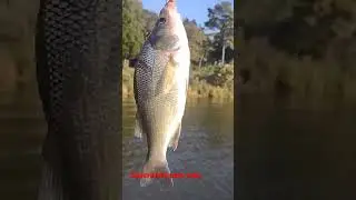 perca blanca
