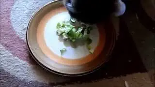 Mackacat eating brussel sprout leaves
