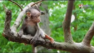 Very pity boor baby Daniela cry so sad lost mom Dana | Why mom Dana leave baby Daniela alone