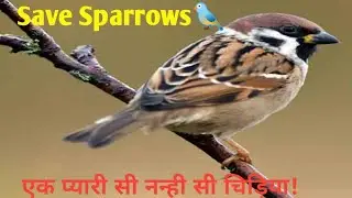 #Save Sparrow ❣️|| #thelostgentleman