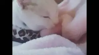 My cat is biting the blanket