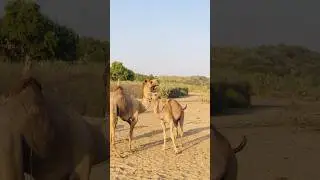 The camel is with a younger partner #shorts