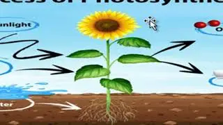 KEYWORDS  Chapter 7 - Getting to Know Plants  Class 6 Science NCERT