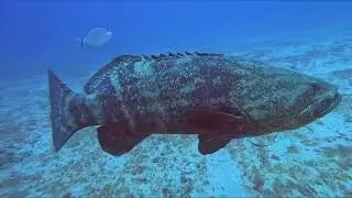 Jupiter Wreck Trek & Bonnie's Reef -  Divocean