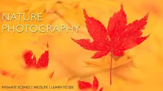 Finding Beautiful Images Closer to Home | Nature & Wildlife Photography in Hokkaido, Japan