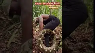 How we will handle and catch this giant snake! #SnakeHandling #WildlifeAdventure #EducationalContent