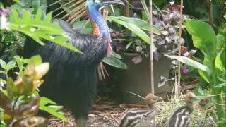 Cassowary father and two chicks (another one is out of picture)