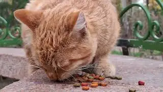 Orange cat activities: eating 🙀