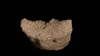 Plesiosaur Vertebra